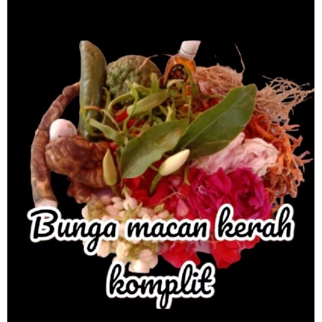 bunga macan kerah