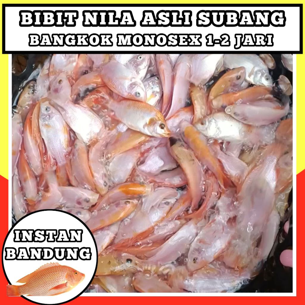 BENIH/BIBIT IKAN NILA MERAH BANGKOK MONOSEX SUBANG (INSTAN) UKURAN 1-2 JARI