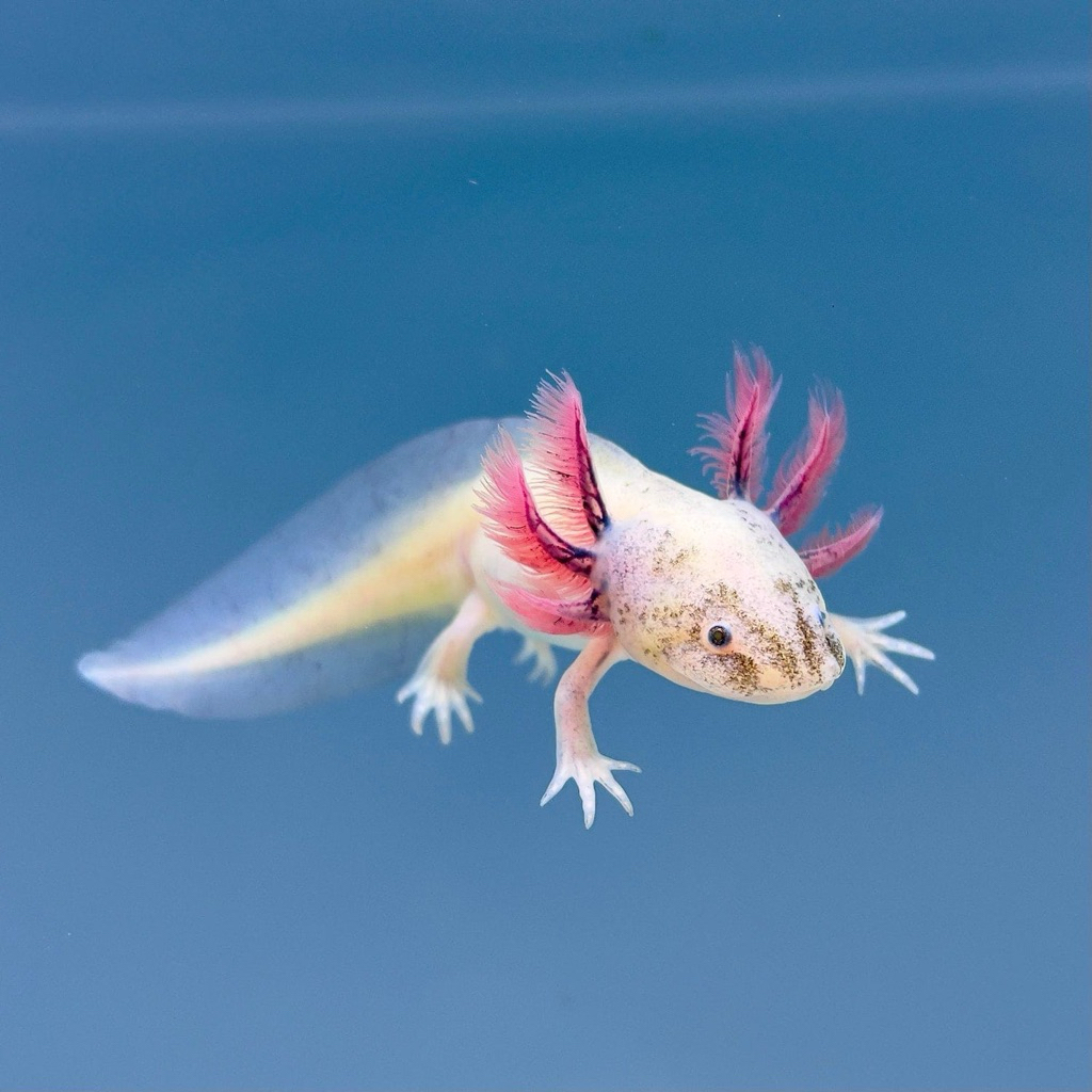 Axolotl Leucistic 6-7 cm