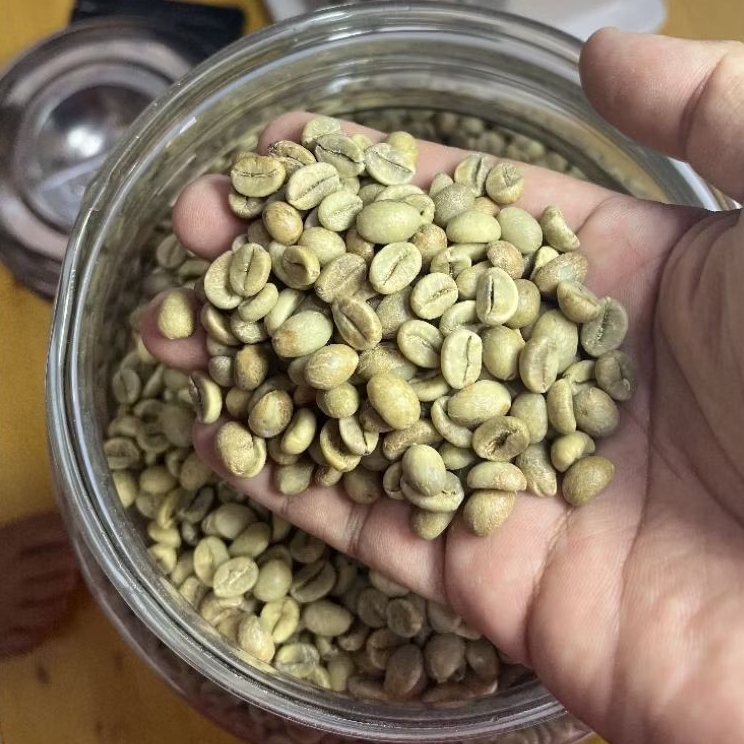 Greenbean biji kopi grade asalan kopi TOLAKI