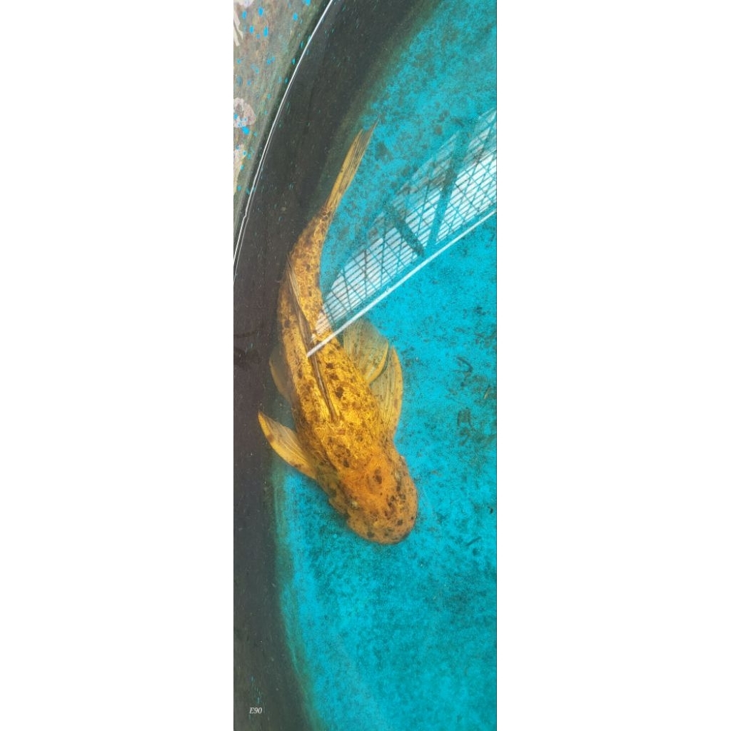 ikan sapu kaca tembaga albino
