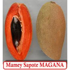Tanaman Sawo Mamey Sapote Cangkok