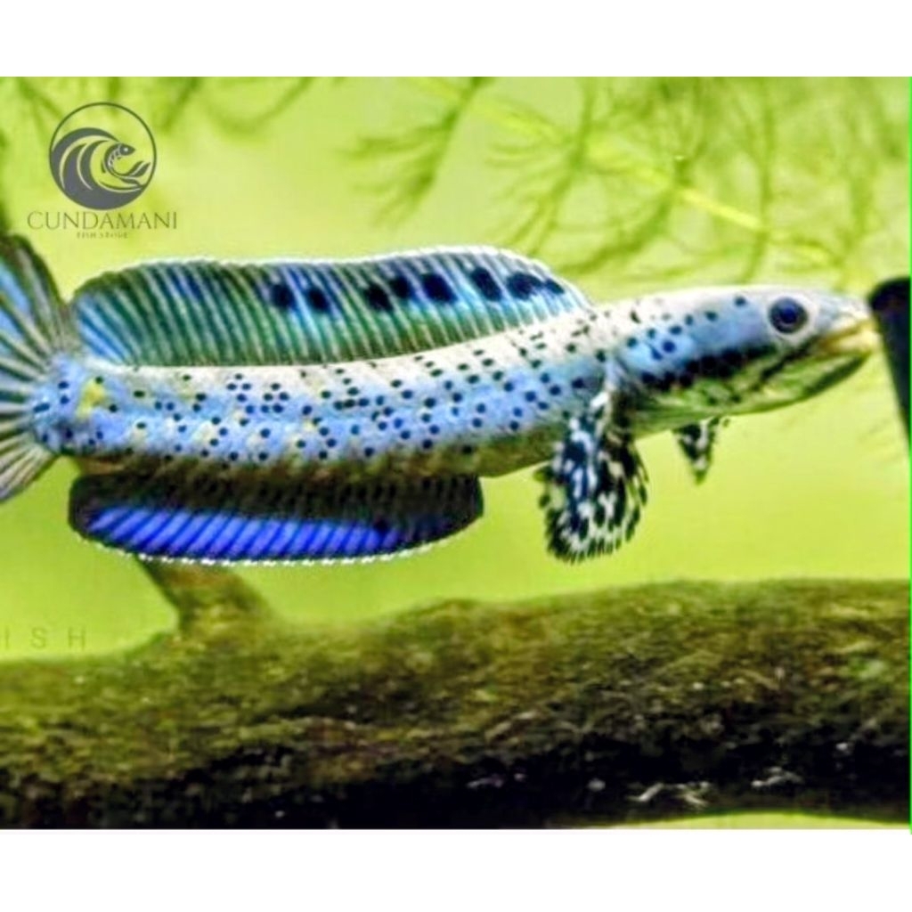Orna Yellow lips 4-6 cm