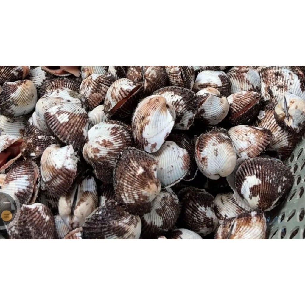 KERANG BESAR/KG