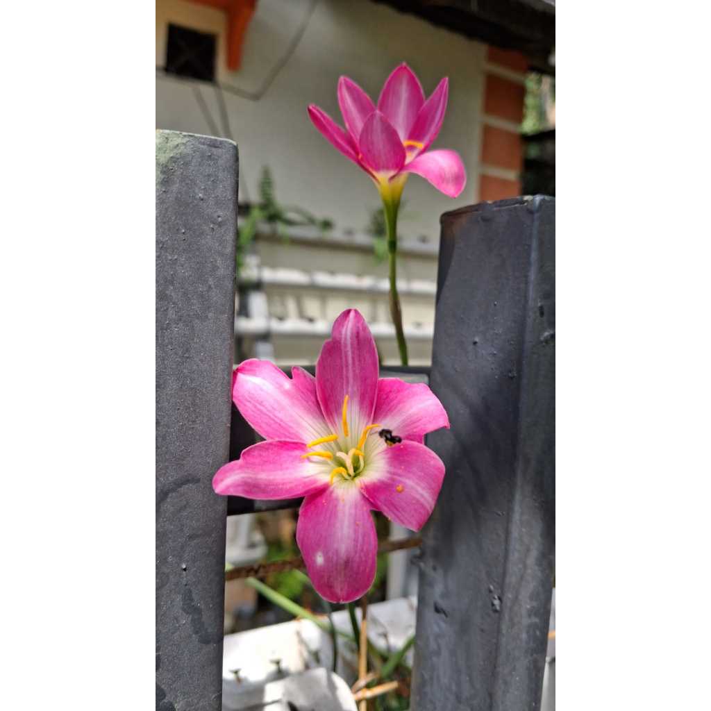 Zephyranthes orchid