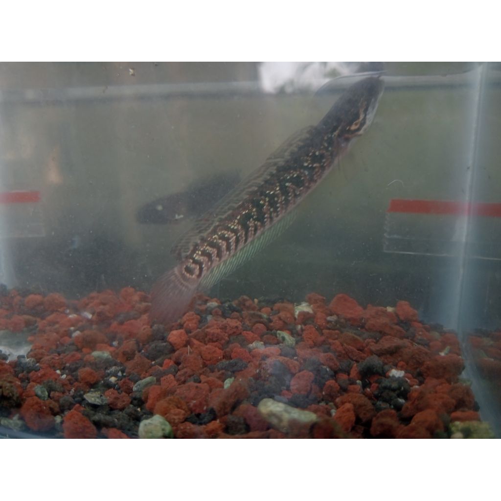 ikan chana asiatica red kalimaya