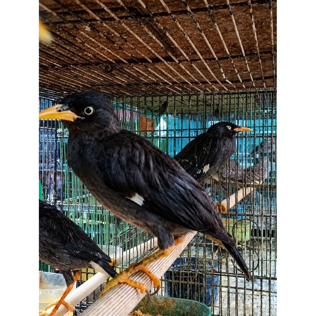 Jalak Kebo Bakalan Prospek Gacor - Sehat Aktif - Rajin Bunyi
