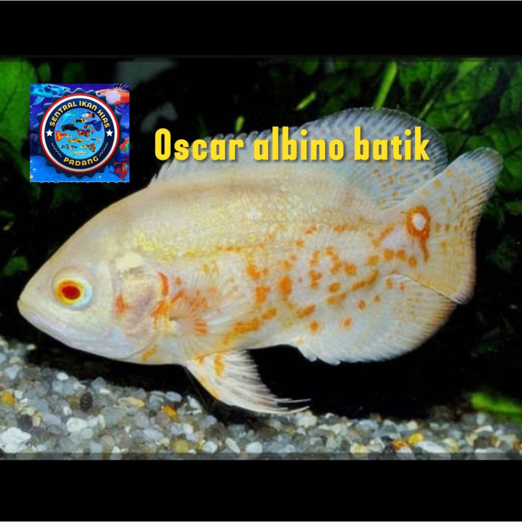 kebutuhan aquarium oscar albino batik 2jarian