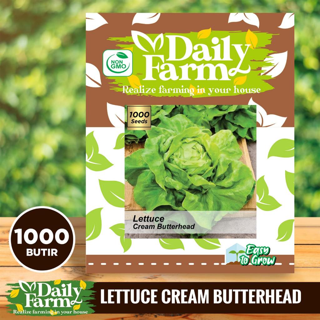 DF Benih Lettuce Butterhead Cream - Bibit Lettuce Butterhead