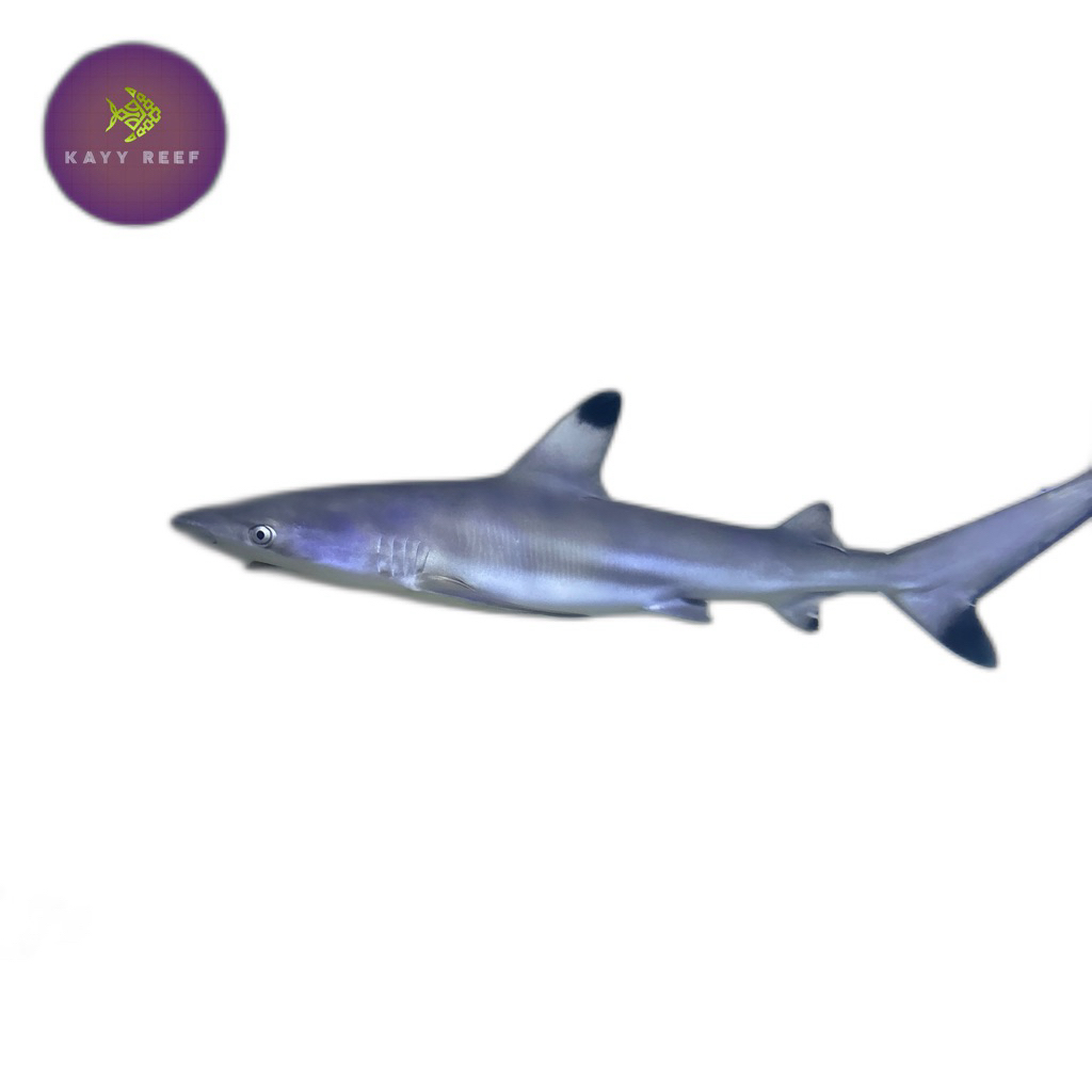 hiu black tip