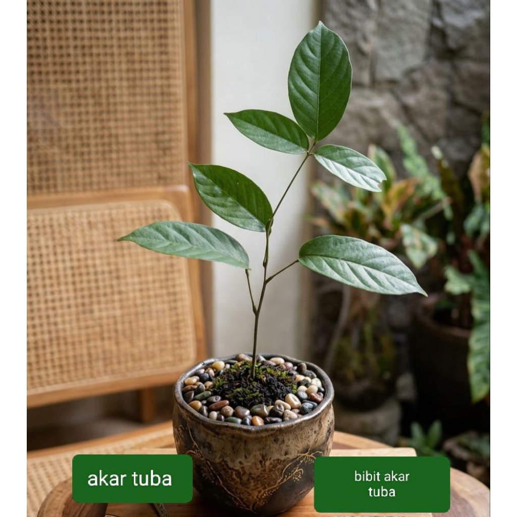 bibit akar tuba bibit tuba super