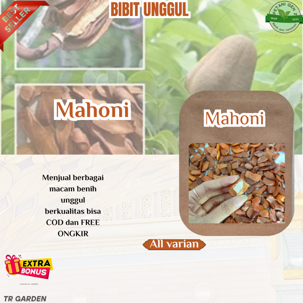 (10 biji) Bibit Biji Mahoni Kering Unggul (Extra Bonus)