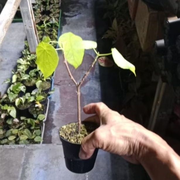 bibit tanaman Pat kua / pak kua / patkua / pakkua
