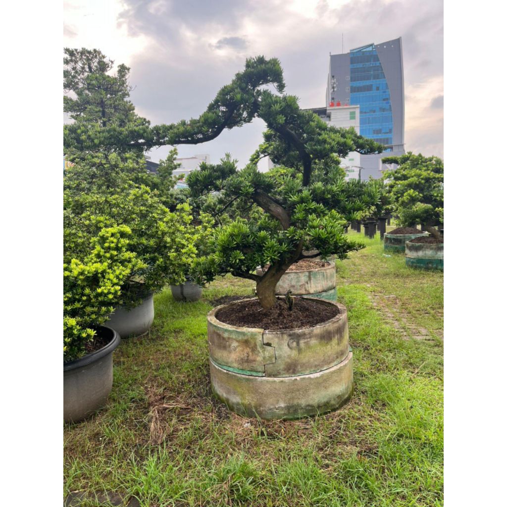 Bonsai Lohansung || Lohansung Bonsai Taiwan || Pohon Lohansung Original Bonsai Podocarpus