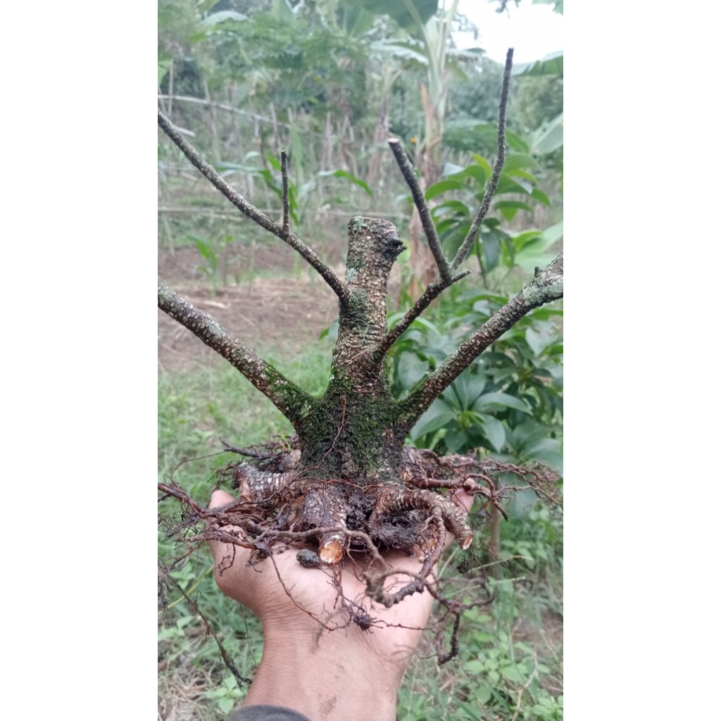 Bahan Bonsai Kimeng Formal Small Realpict 009