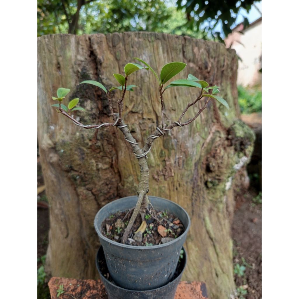 Bahan bonsai beringin iprik