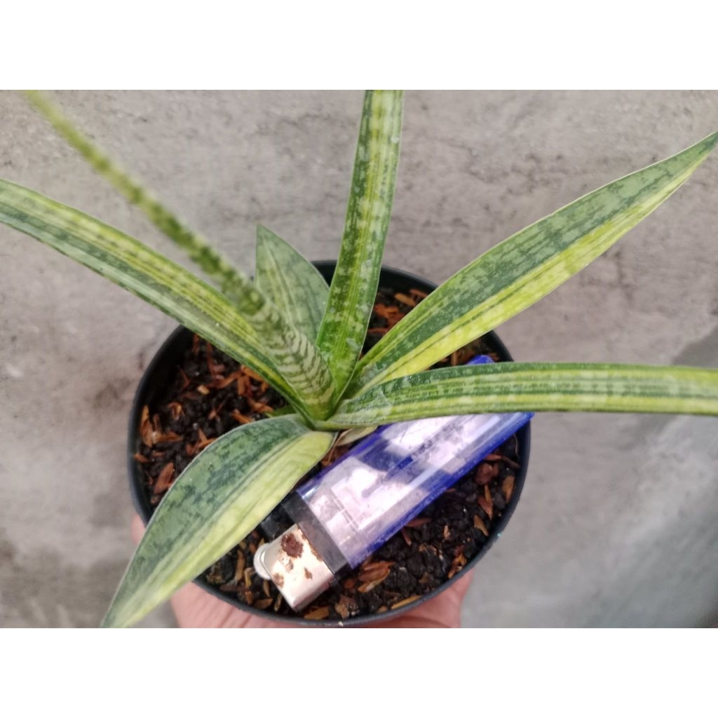 Tanaman Sansivera FrenwoodGabriell variegata