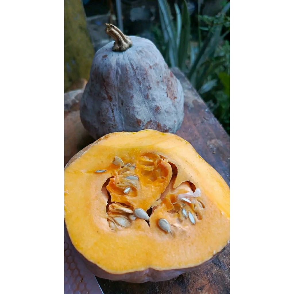 Bibit Labu kuning madu/bibit labu madu/bibit labu kuning/bibit labu kuning pulen