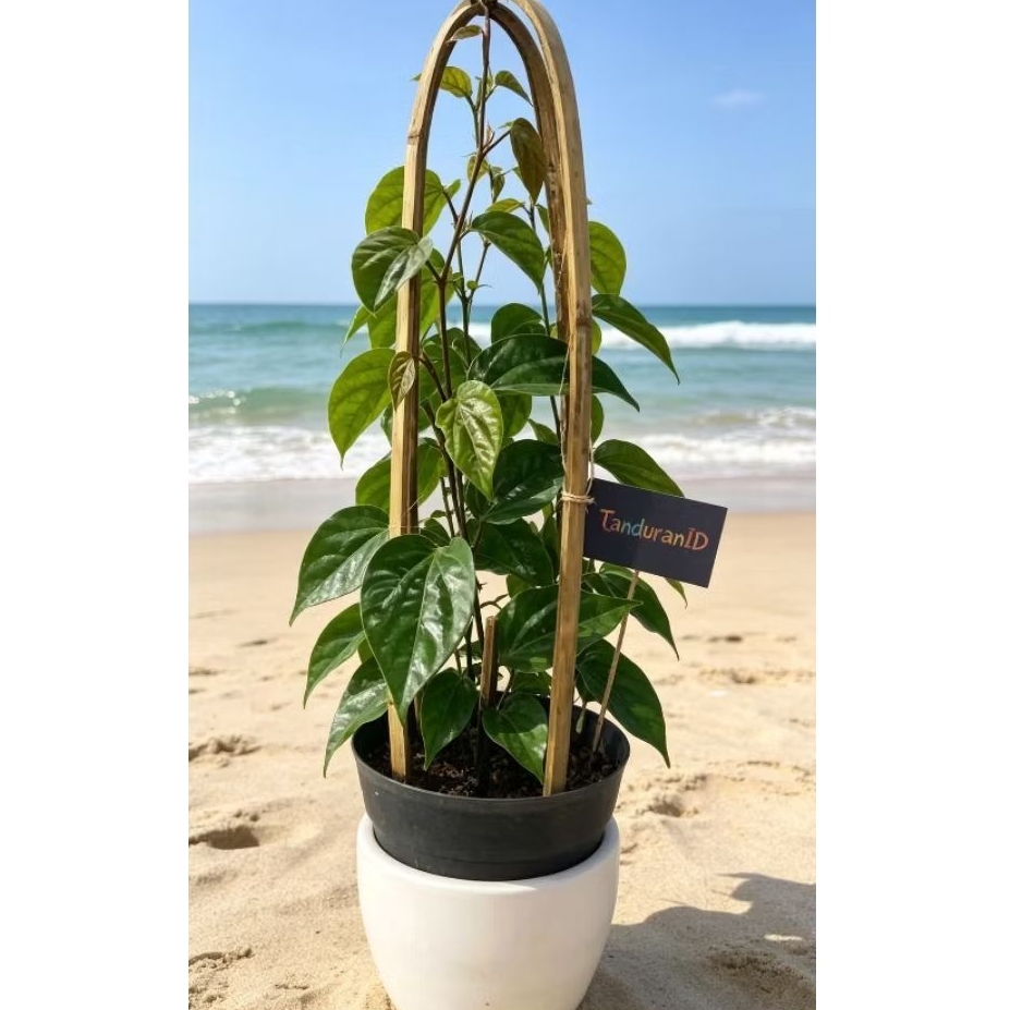 BIBIT TANAMAN SIRIH HITAM SIAP TANAM (Sirih Langka)