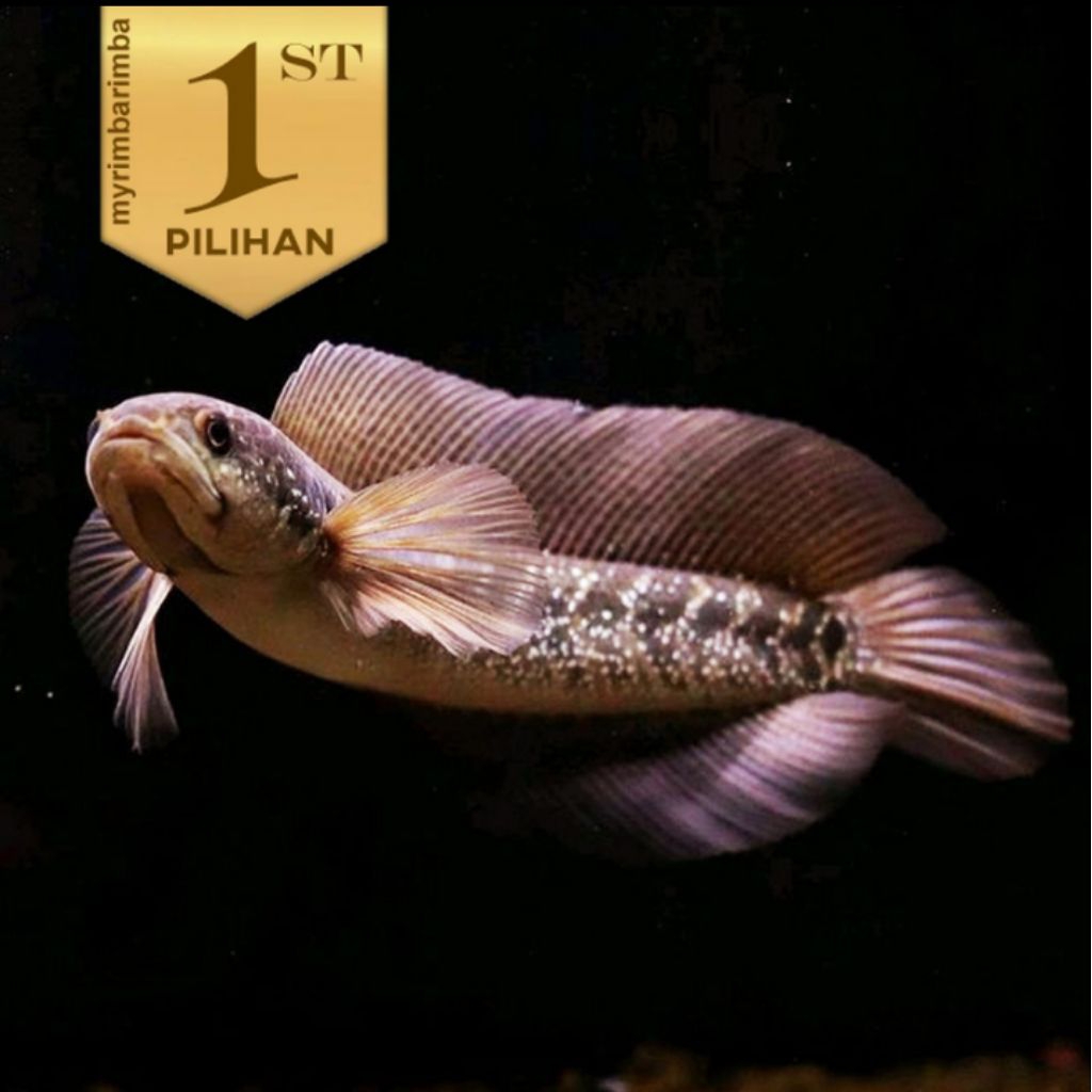 Channa Asiatica WS Ikan Hias Predator Hiasan Aquarium Aquascape