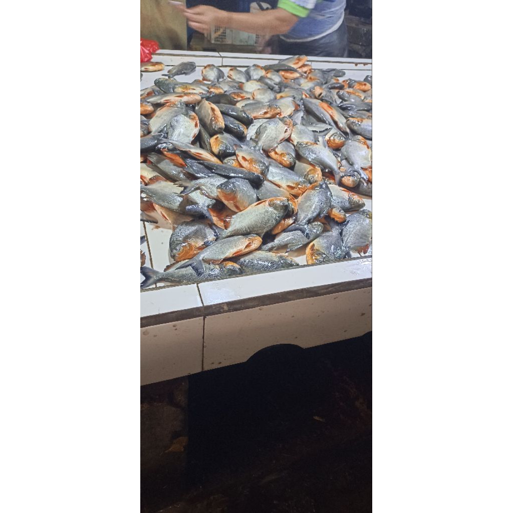 Ikan Bawal Fresh