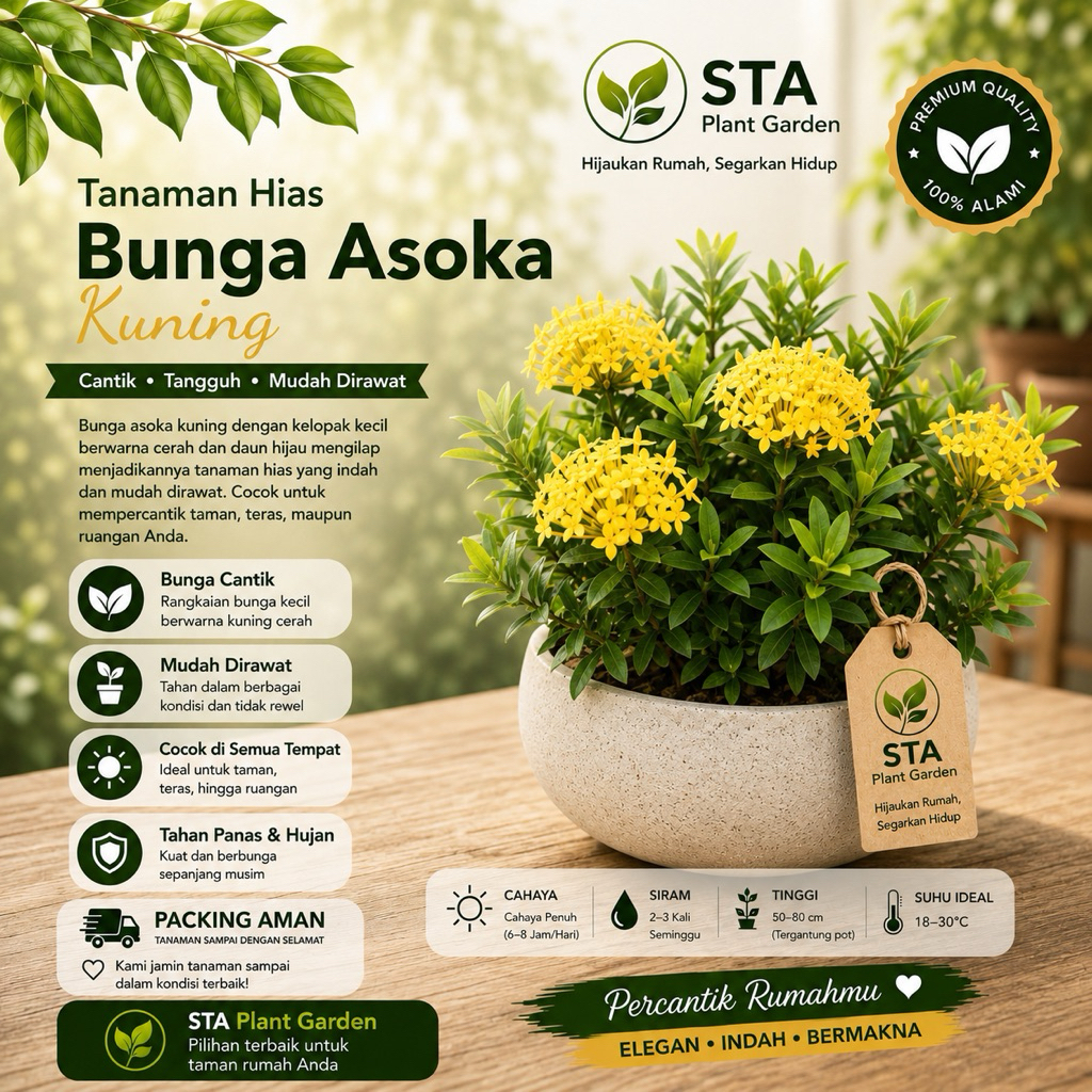 Tanaman Hias Bunga Asoka Bunga Kuning-Asoka Bunga Kuning