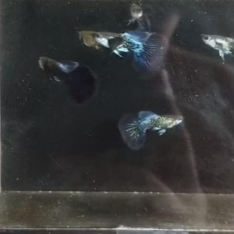 Hiasan Aquarium Guppy Purple Dragon