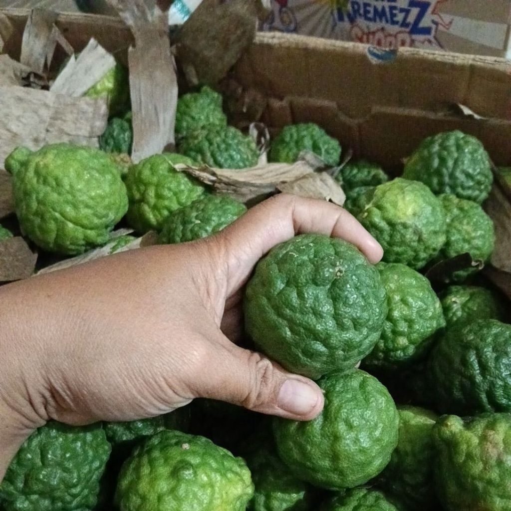 Jeruk Purut Medan