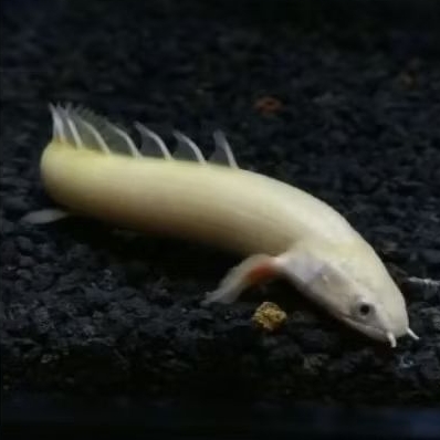 Ikan naga palmas leucistic 15cm