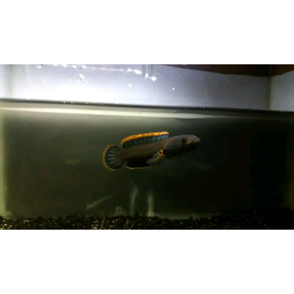 Bahan Channa limbata super rim tebal size 12-18cm