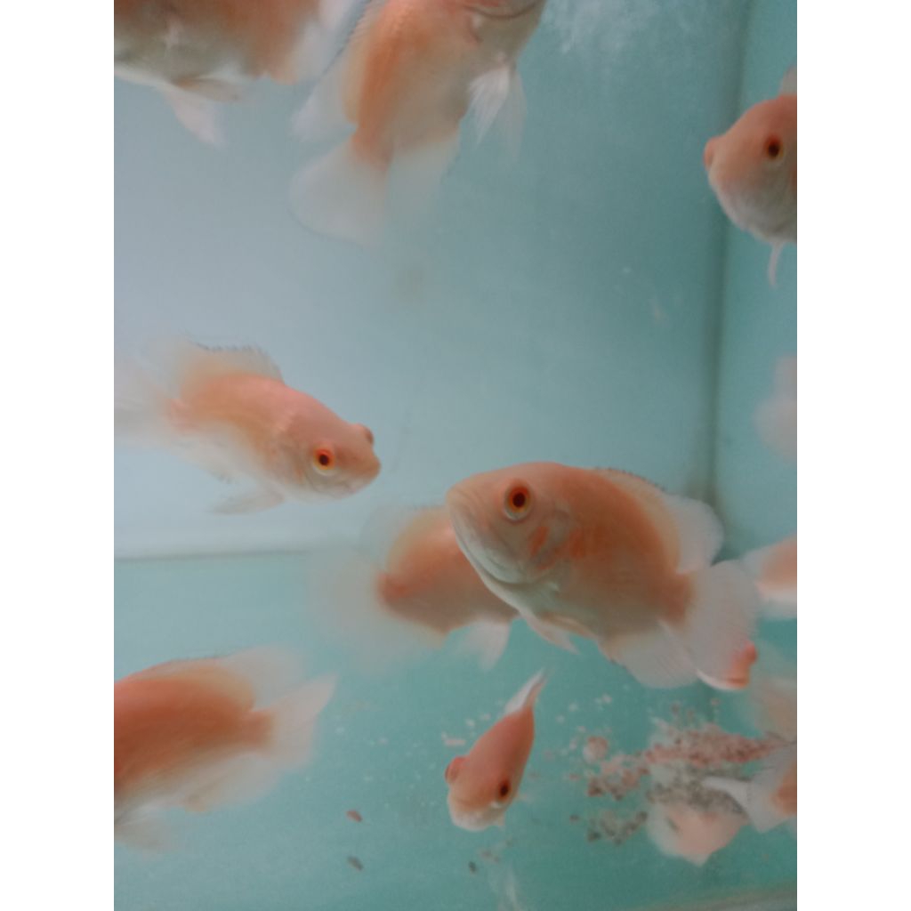 jual ikan oscar paris albino cocok buat tankmate predator