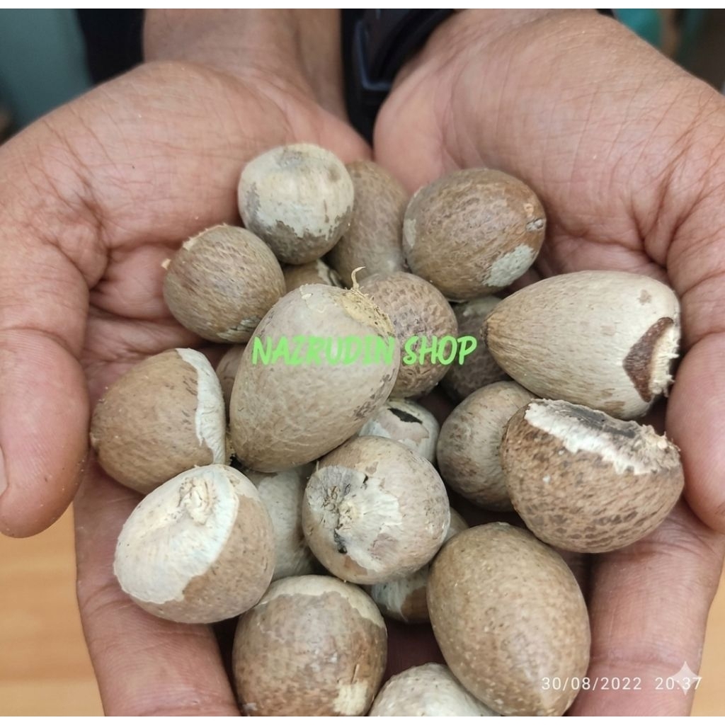 BIJI PINANG 1KG BIJI BUAH PINANG KUPAS | BIJI PINANG KERING | BIJI PINANG KUPAS UTUH
