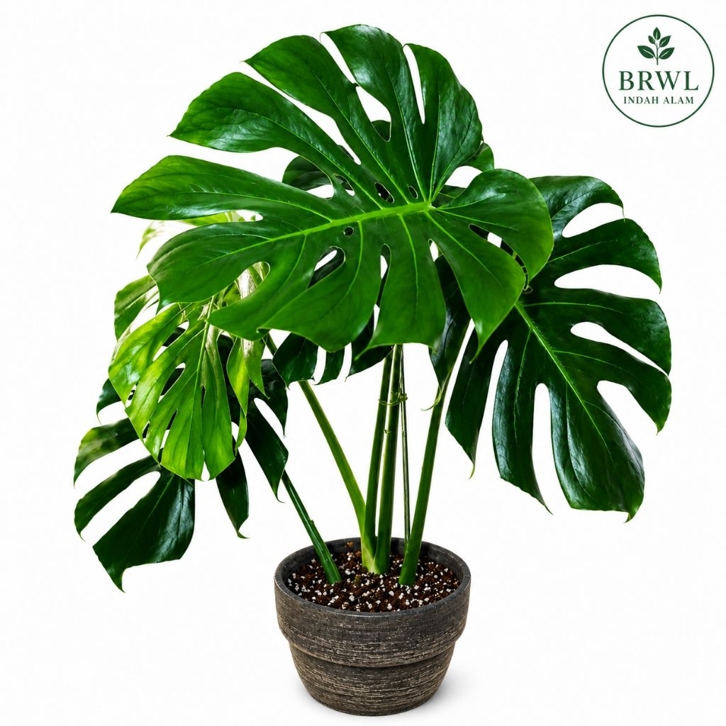 Tanaman Hias Monstera King Asli  - Pohon Monstera King
