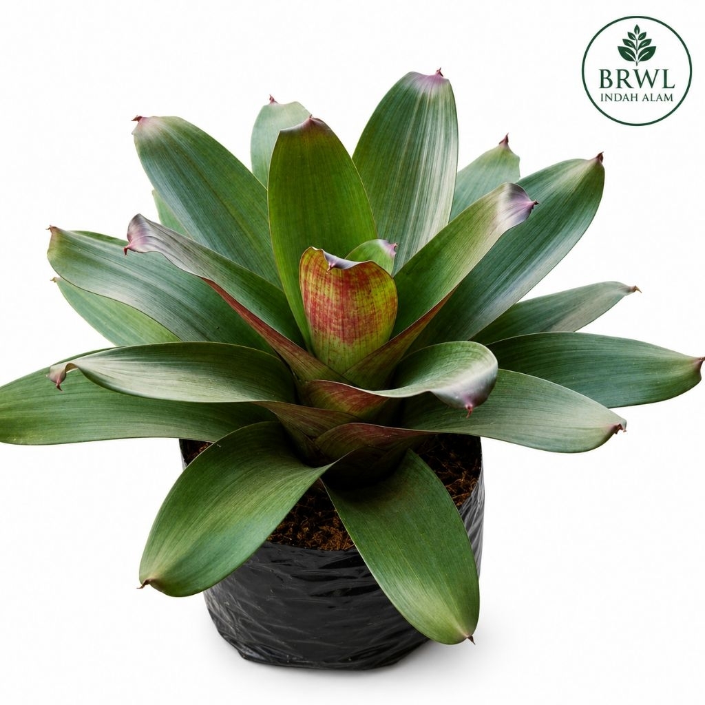 Tanaman Bromelia Giant Merah Besar