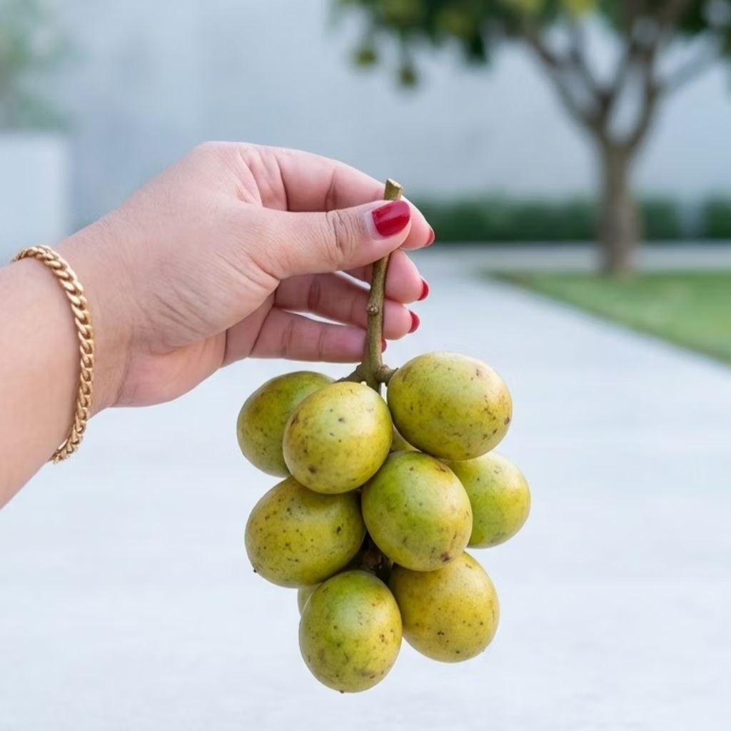 BUAH MATOA KUNING JENIS TERMANIS DAN DAGING TEBAL RASA KLENGKENG MIX RAMBUTAN