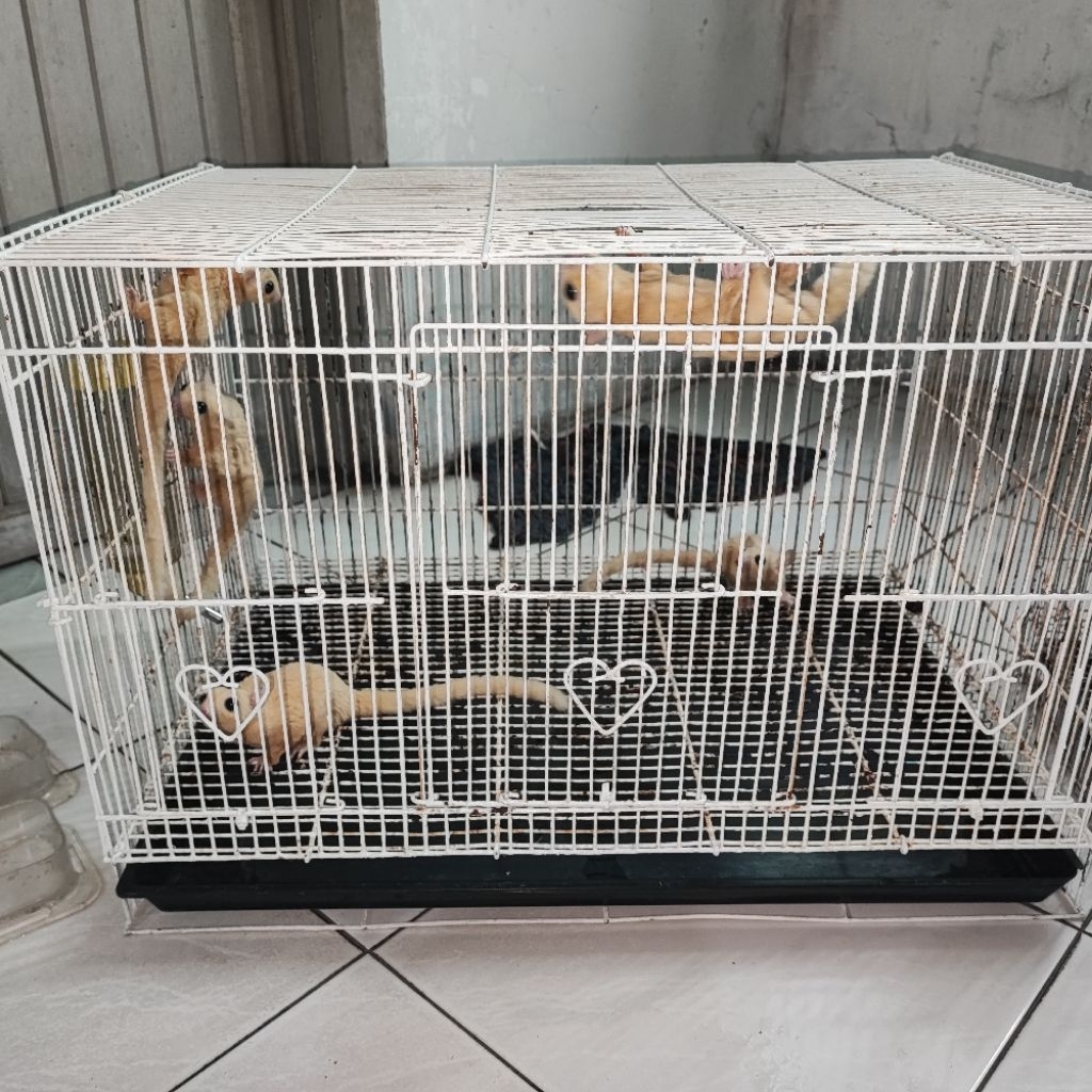 sugarglider leucistic