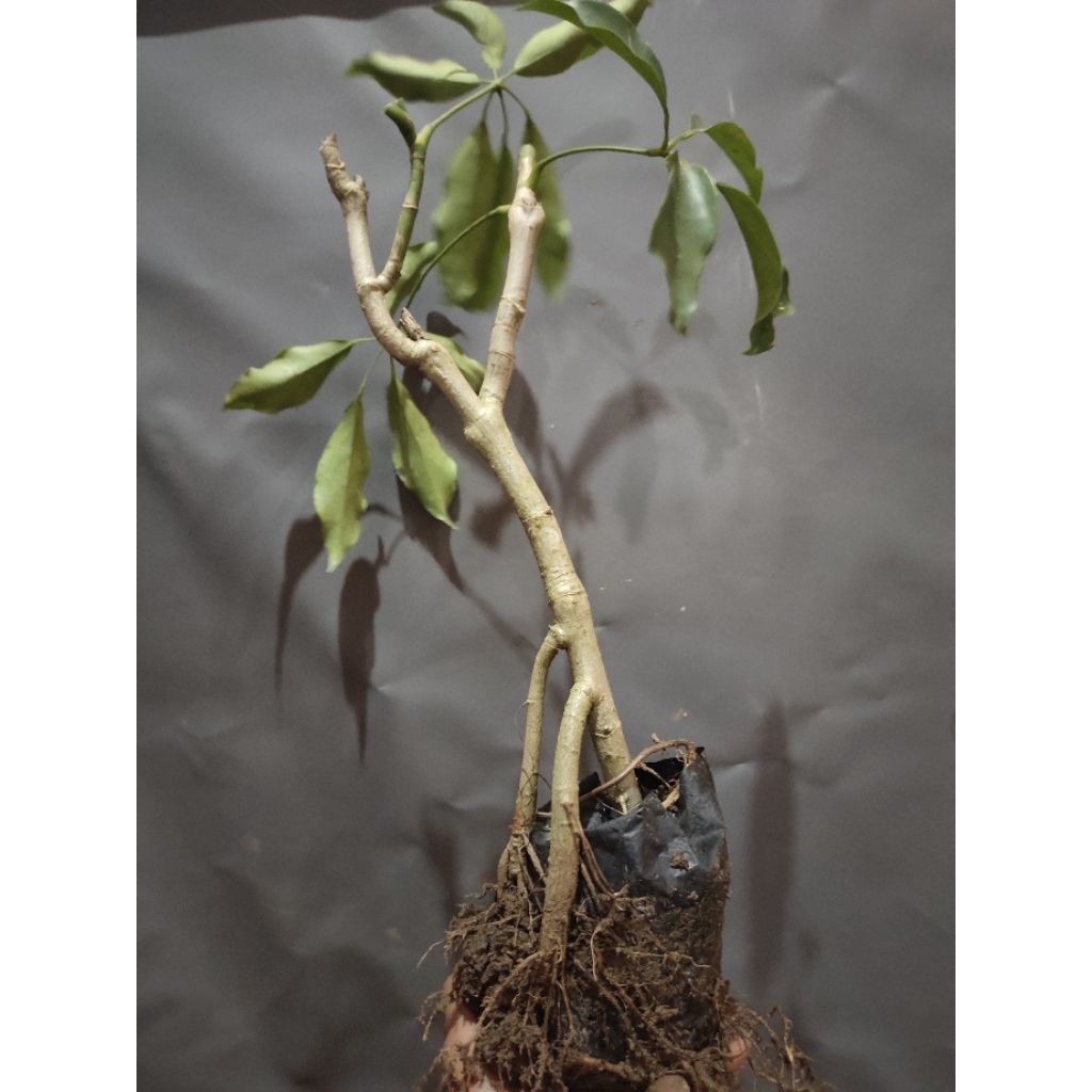 bahan bonsai Tlogosari realpic sesuai gambar