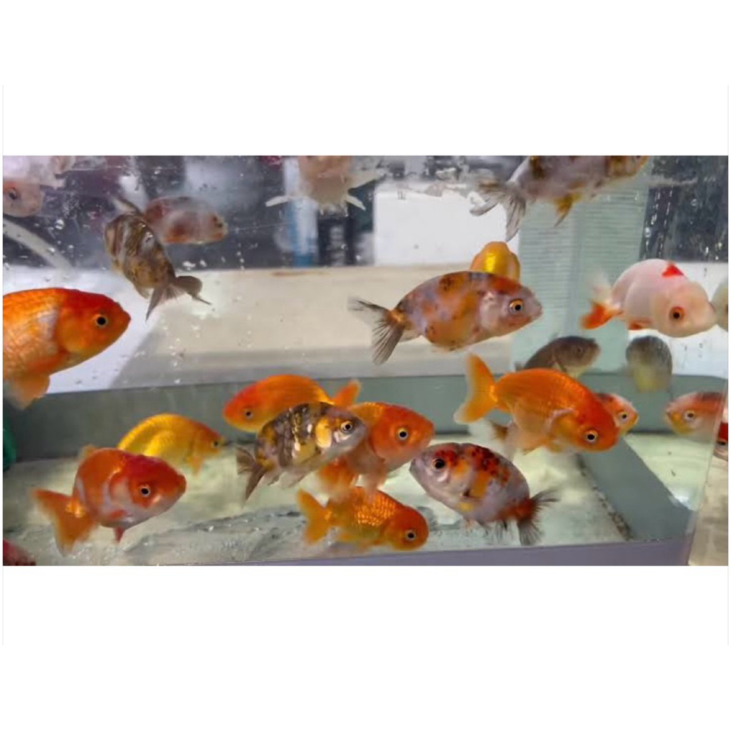 ikan koki baby rancu goldfish