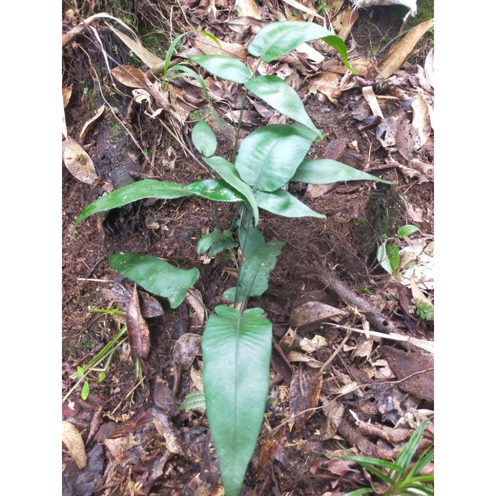 pakis hutan daun unik dan langka