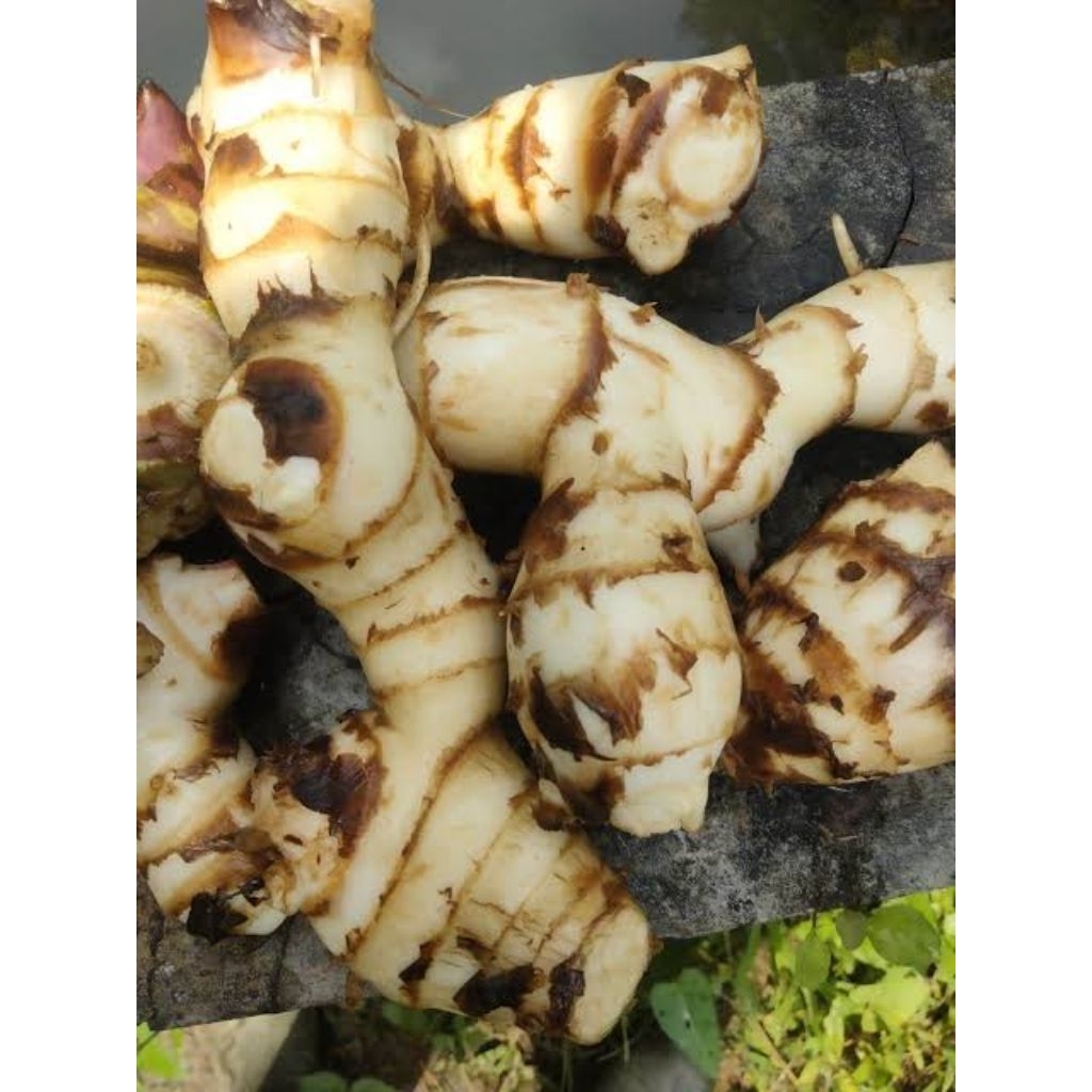 Paket hemat umbi ganyong madu muria  (2 kg)