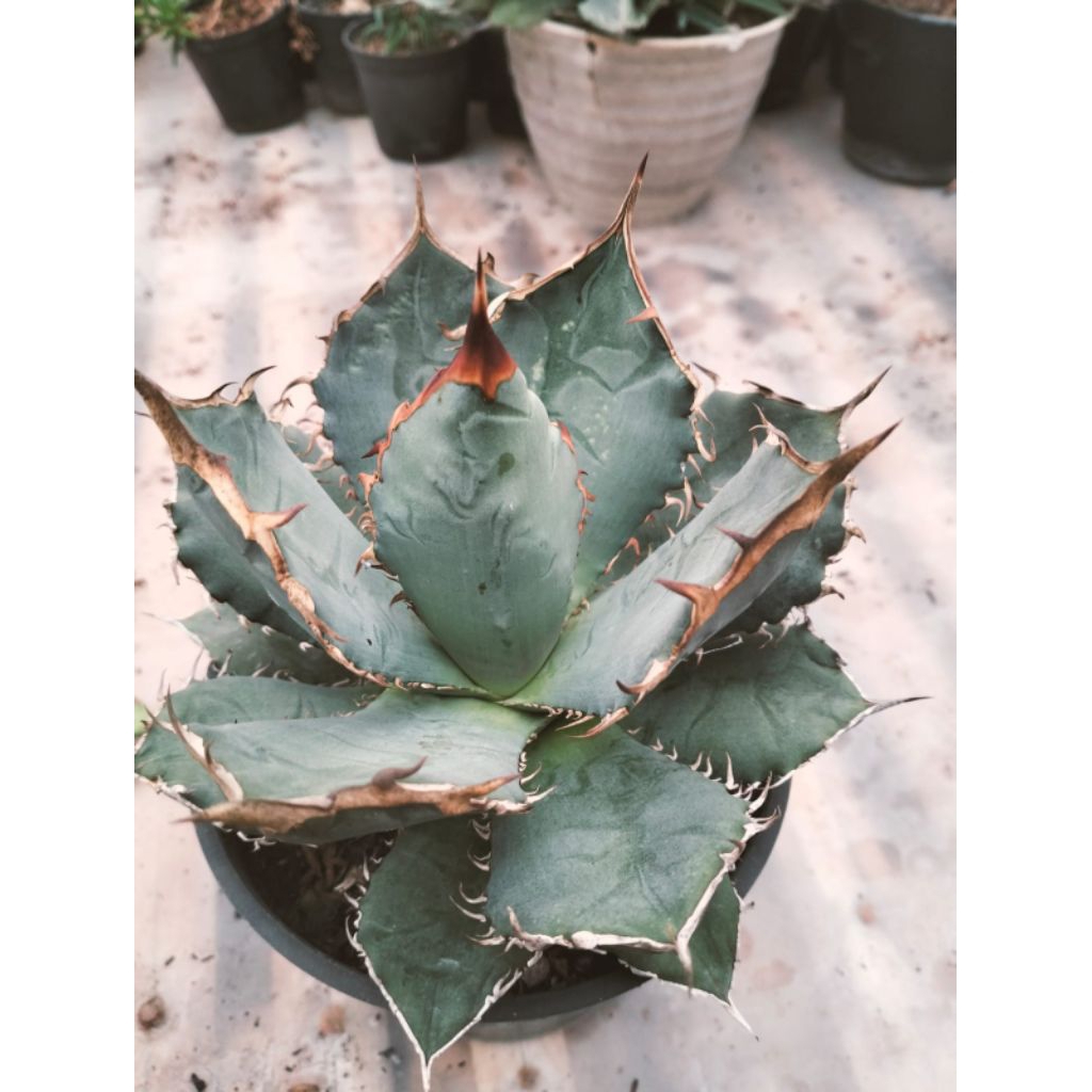 Agave Titanota
