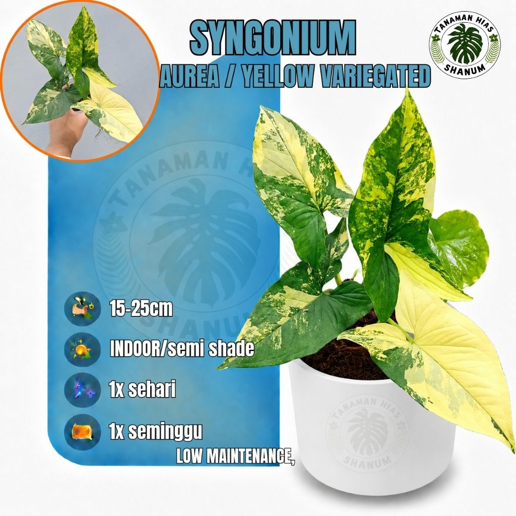 Syngonium yellow variegata / syngonium aurea / syngonium varigata kuning / syngonium variegata / syn