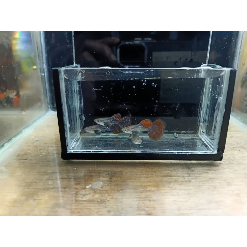 GUPPY RED DRAGON