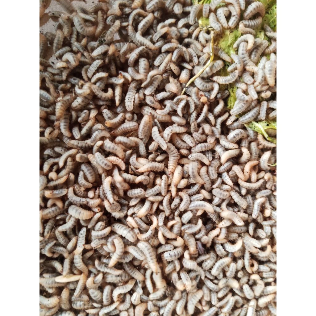 Larva Maggot BSF