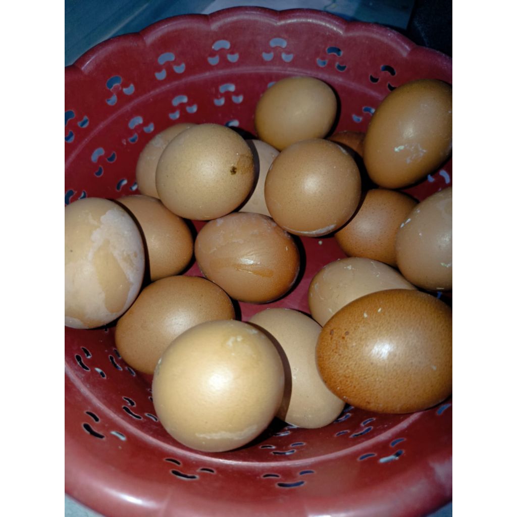 INSTAN MOJOSARI telor ayam fresh