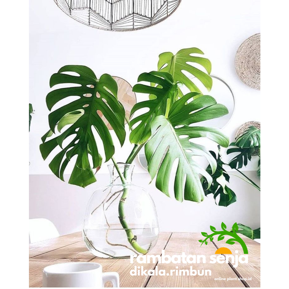 Tanaman Hias Air Aquascape Monstera Pertusa / Rhaphidophora Pertusa