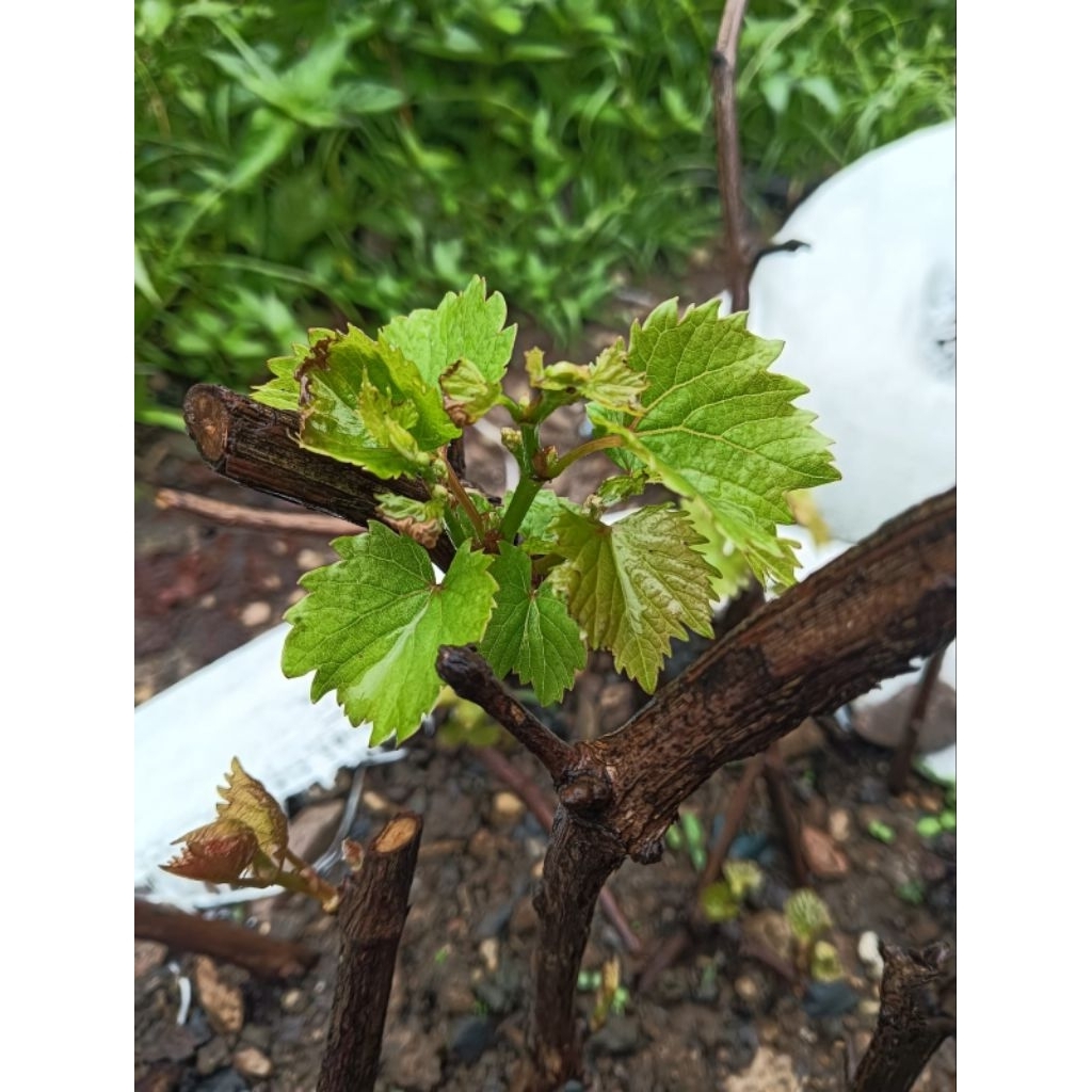 Bibit Anggur Bali / Rootstock Siap Grafting