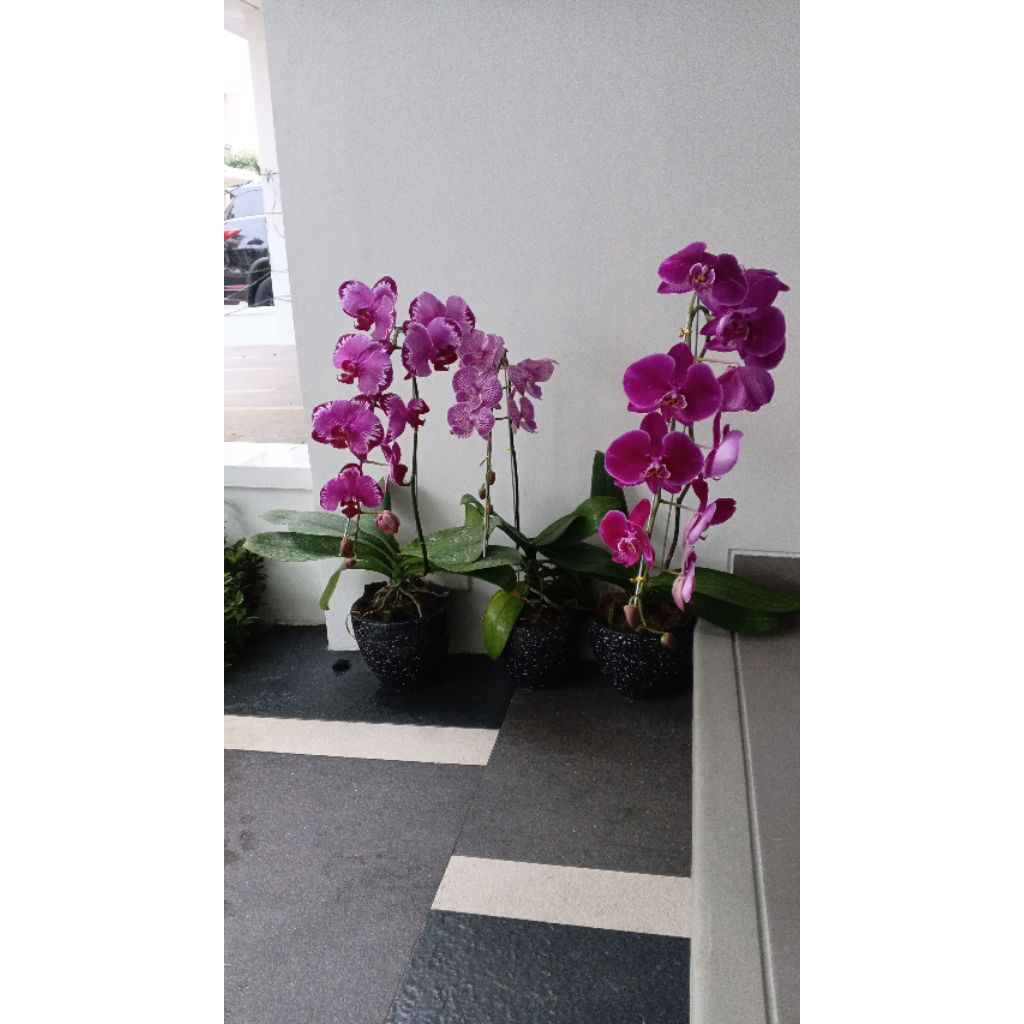 anggrek bulan + pot