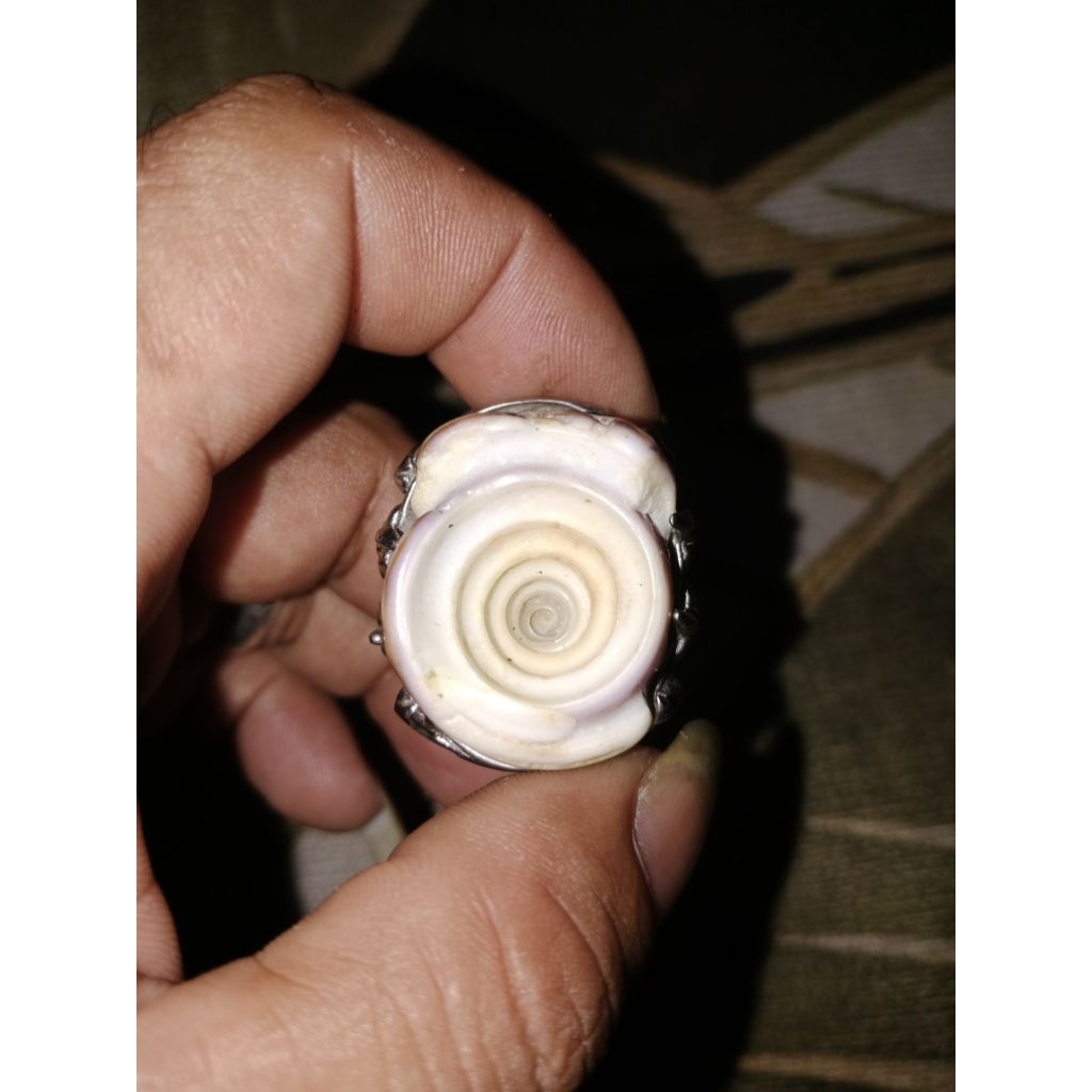 batu keong laut