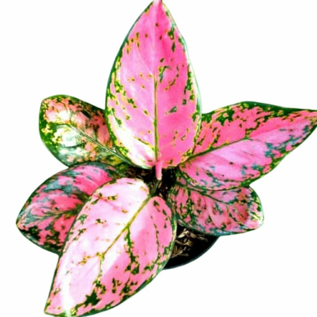Aglonema Lady Cristine Pink Lady